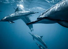 篮球即时比分-新华社快讯：伊朗最高领袖说不会放弃复仇